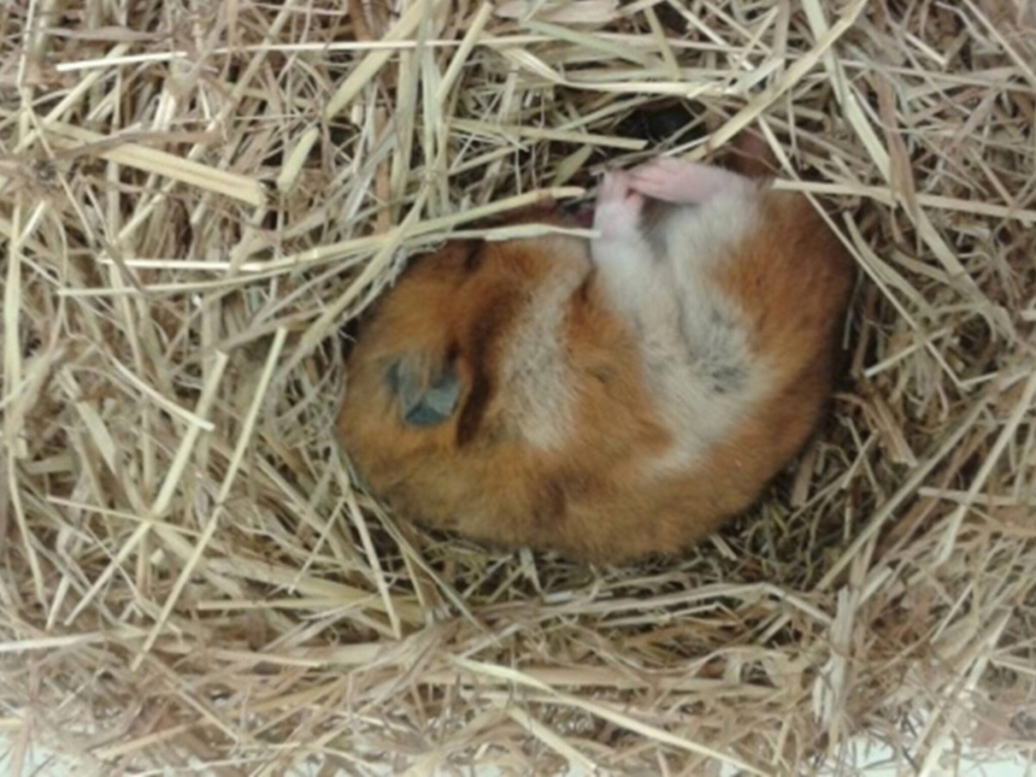 Les Hamsters Hibernent-ils?