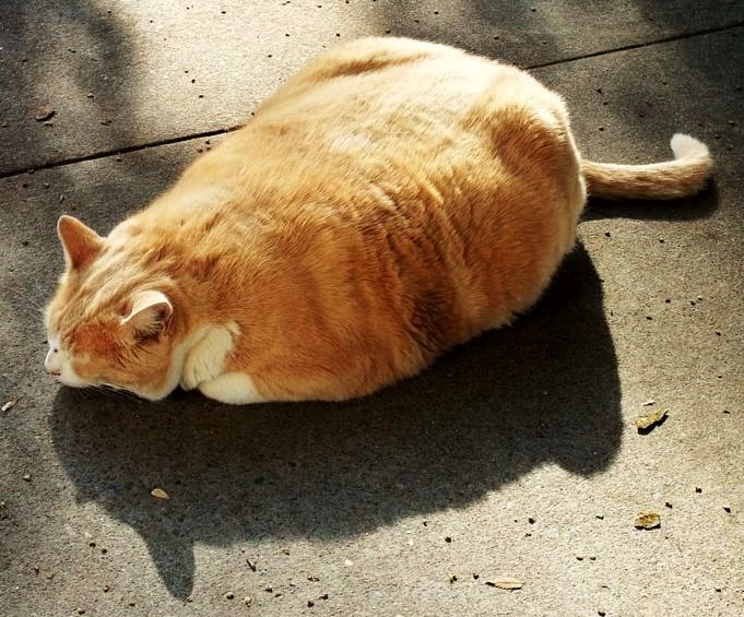Obésité Chez Les Chats Et Comment Mettre Un Chat Au Régime